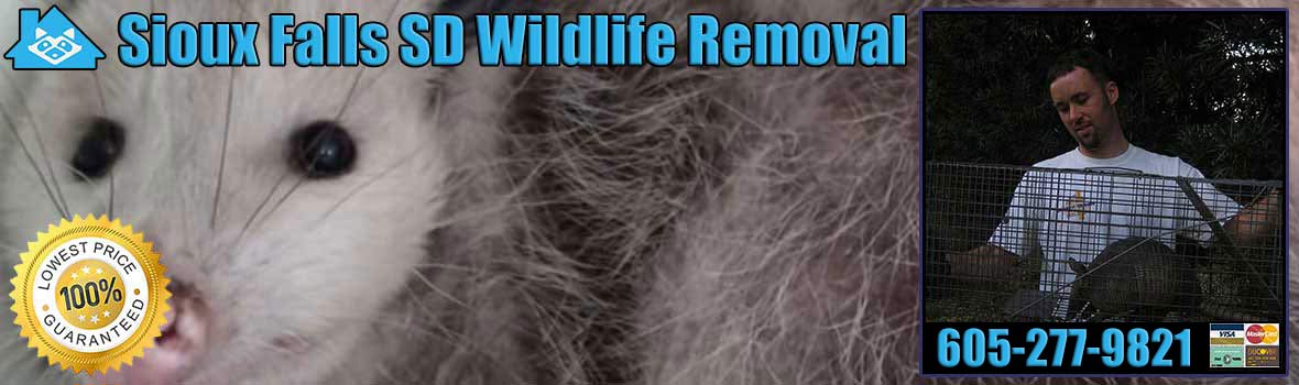 Sioux Falls Wildlife and Animal Removal